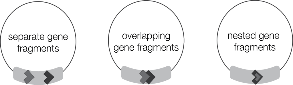 The mitochondrial chromosomes of diplonemids organize gene fragments creatively. Image created with Adobe Illustrator. 