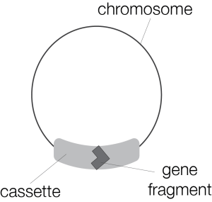 Diplonemid mitochondrial genomes are modular. Image created using Adobe Illustrator.