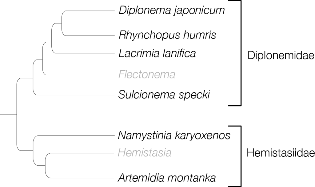 Black text are species included in the study. Grey text are genera not included in the study. Image created with Adobe Illustrator.
