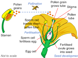 Code of the Nectar: How Flowers make their Sweet Deal – GeneBites