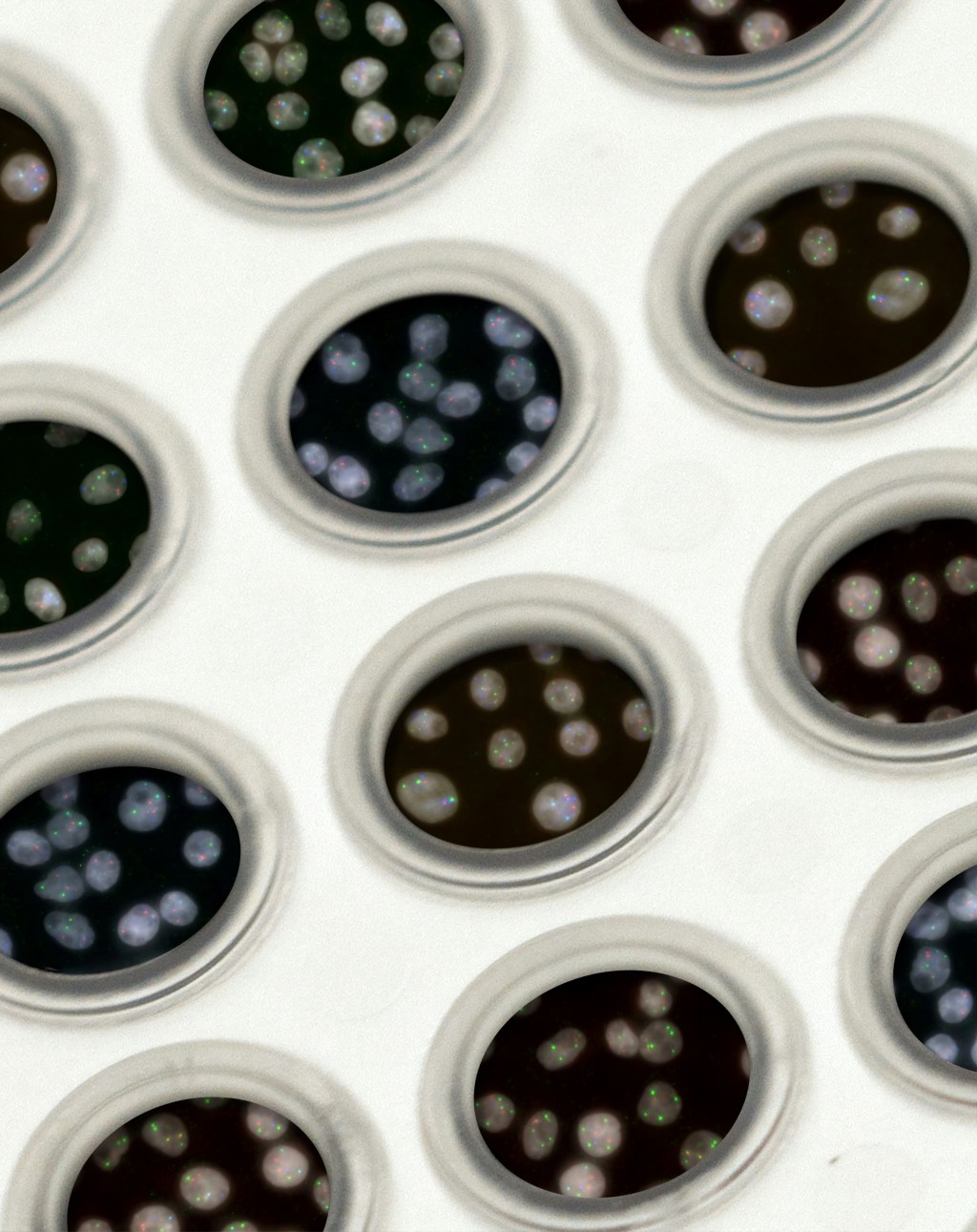 Microscopic image showing multiple circular wells containing clusters of small, translucent cells with faint green and red fluorescent signals.