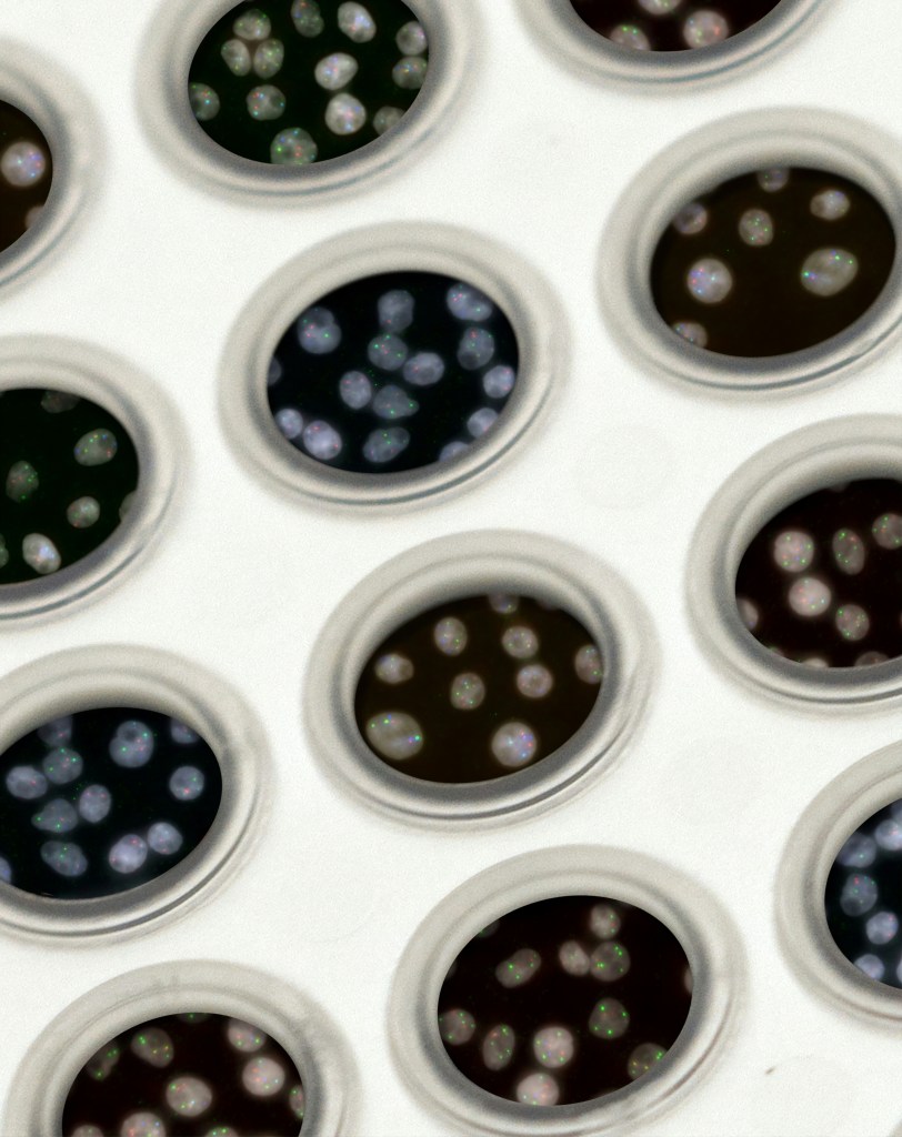 Microscopic image showing multiple circular wells containing clusters of small, translucent cells with faint green and red fluorescent signals.